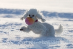 08 Prinzessin Lillifee